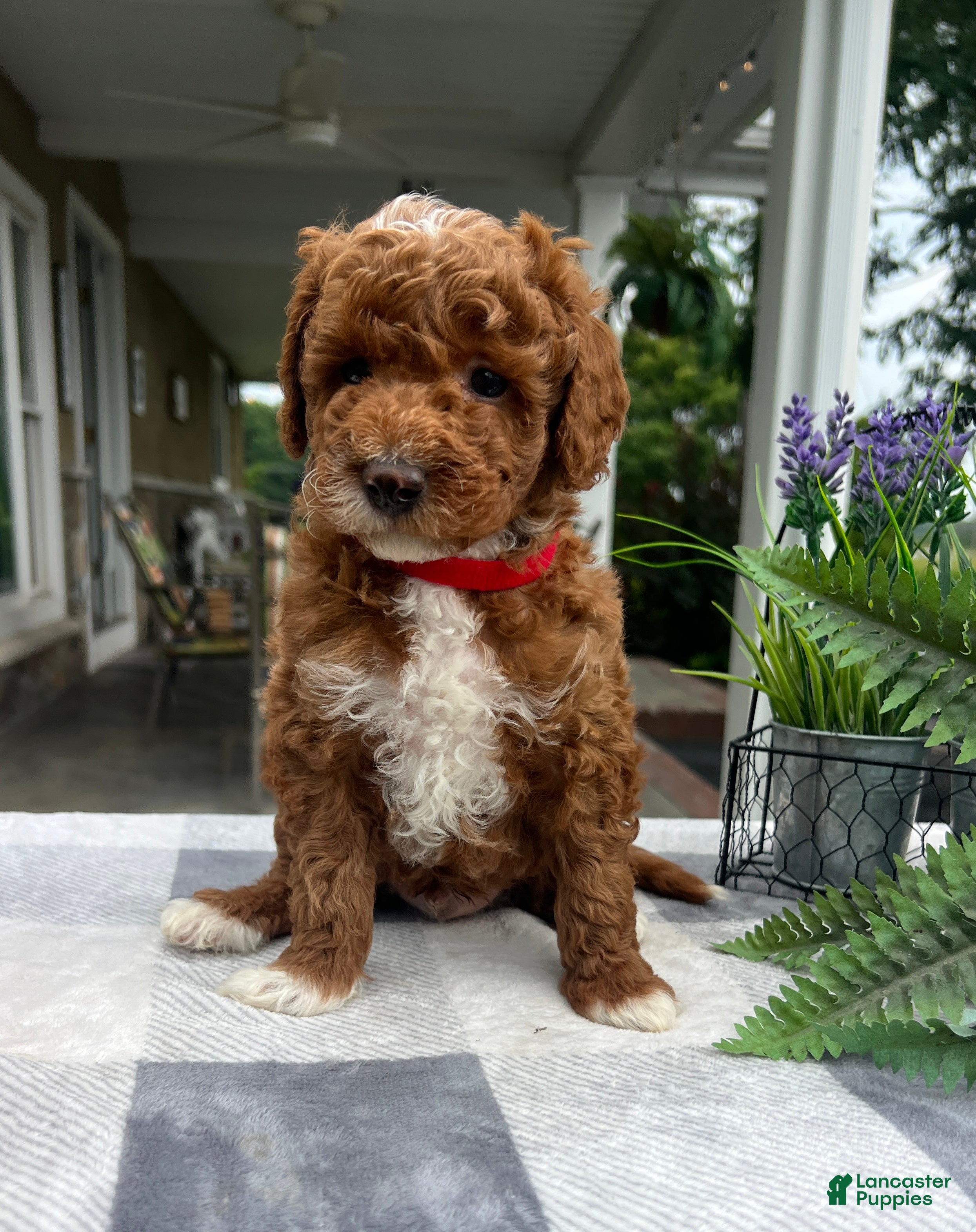 Mini Goldendoodle dogs Cooper - Ad 2
