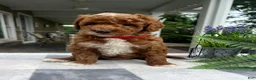 Mini Goldendoodle dogs for sale: Cooper - Ad 2