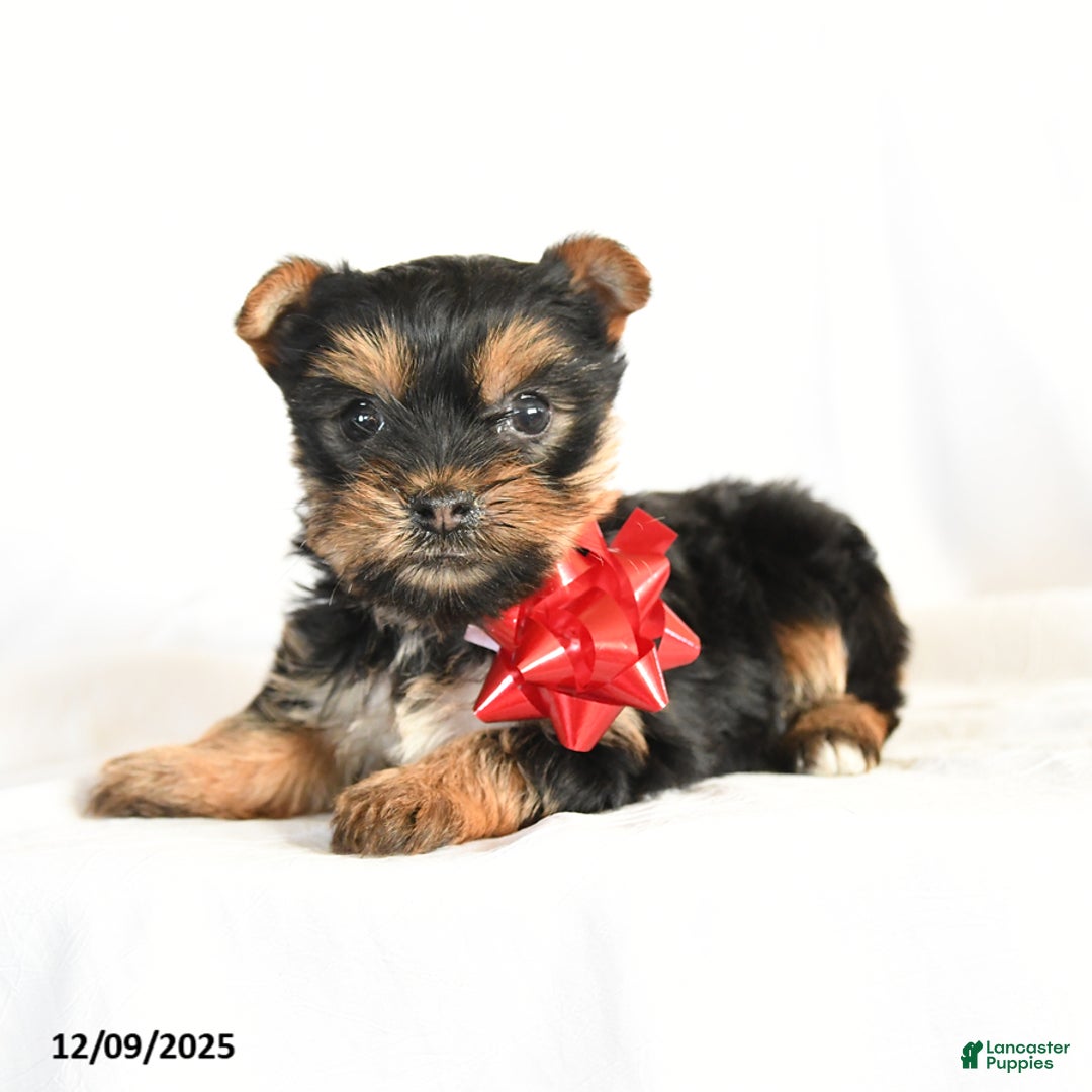 Yorkshire Terrier dogs for sale: Paisley - Ad 3