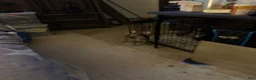 Chihuahua dogs for sale: Chihuahua Puppy 3 - Ad 2