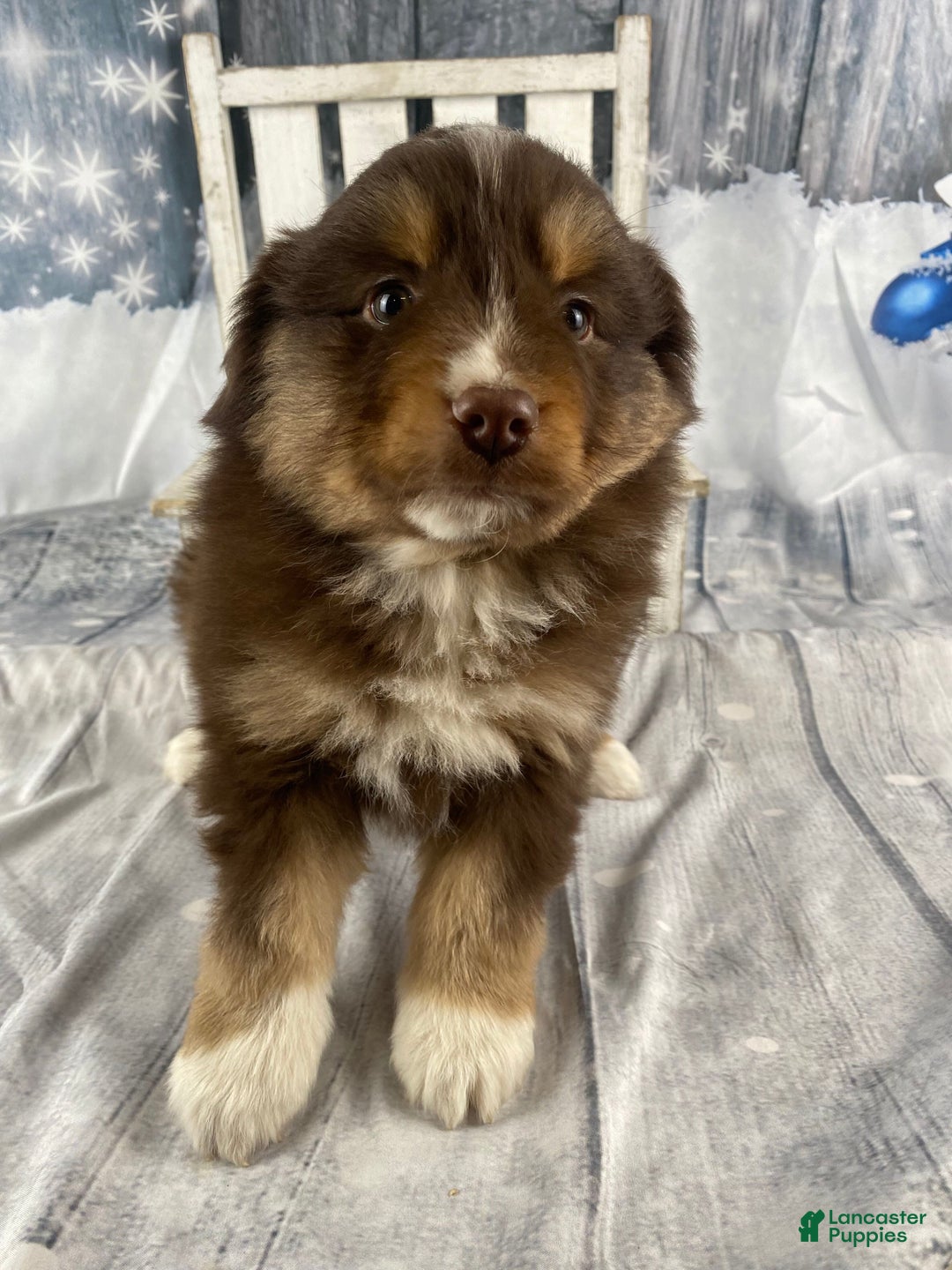 Australian Shepherd dogs for sale: Orion - Ad 11