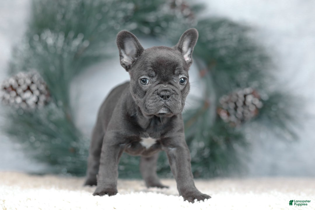 French Bulldog dogs for sale: Cora - Ad 6
