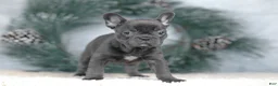 French Bulldog dogs for sale: Cora - Ad 6