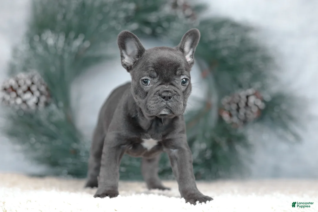 French Bulldog dogs for sale: Cora - Ad 6