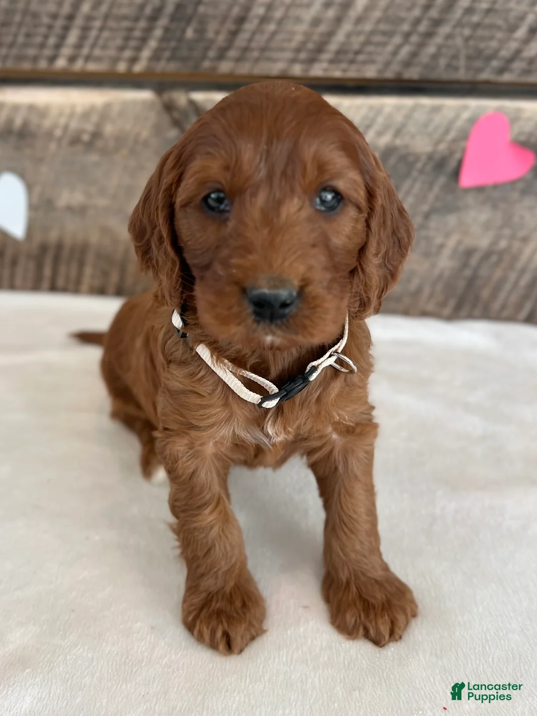 Irish Doodle dogs for sale: Sage - Ad 7