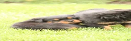 Rottweiler dogs for sale: Tasha - Ad 4