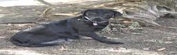 Labrador Retriever dogs for sale: Gumdrop - Ad 6