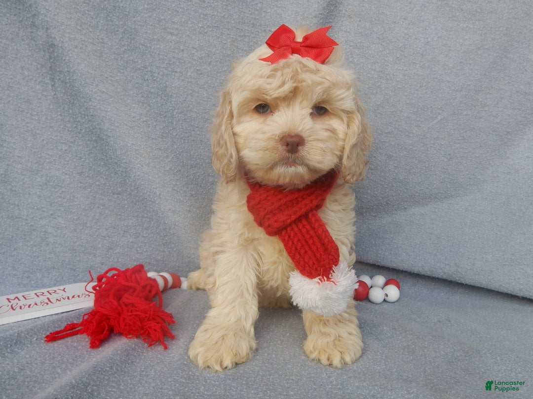 Cockapoo dogs for sale: Alice - Ad 6