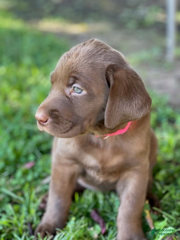 Labrador Retriever dogs Labrador Retriever Chocolate Female  - Ad 1