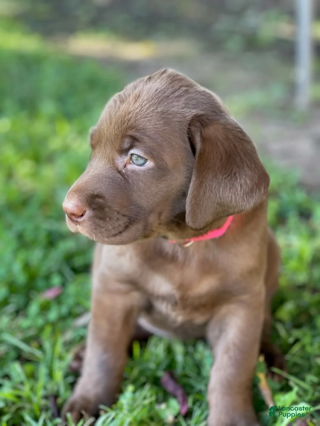 Labrador Retriever dogs for sale: Labrador Retriever Chocolate Female  - Ad 1