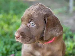 Labrador Retriever dogs for sale: Labrador Retriever Chocolate Female - Ad 4