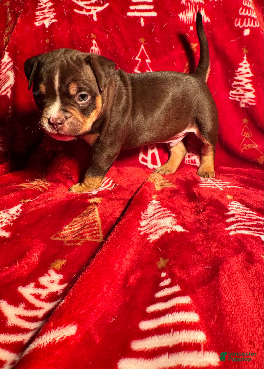 American Bully dogs for sale: American Bully Puppy 3 - Ad 2