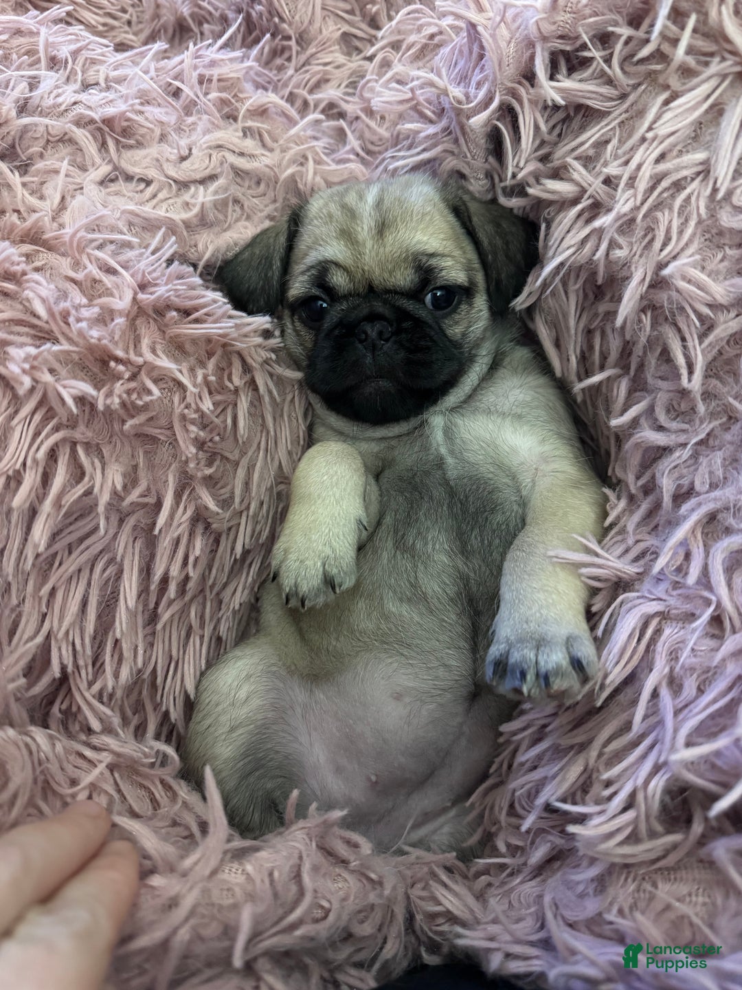 Pug dogs for sale: Pug Puppy 7 - Ad 1