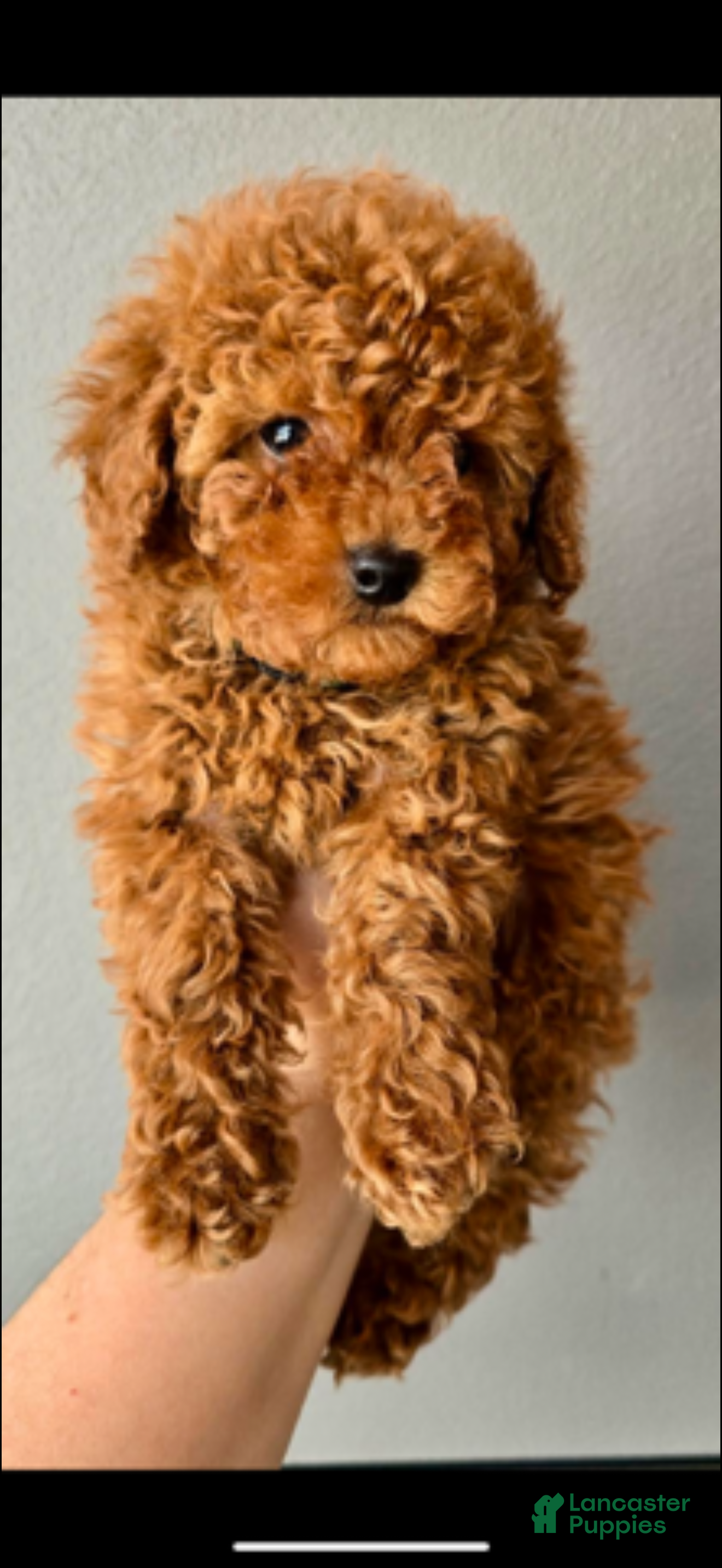Miniature Poodle dogs for sale: Miniature Poodle Puppy 3 - Ad 3