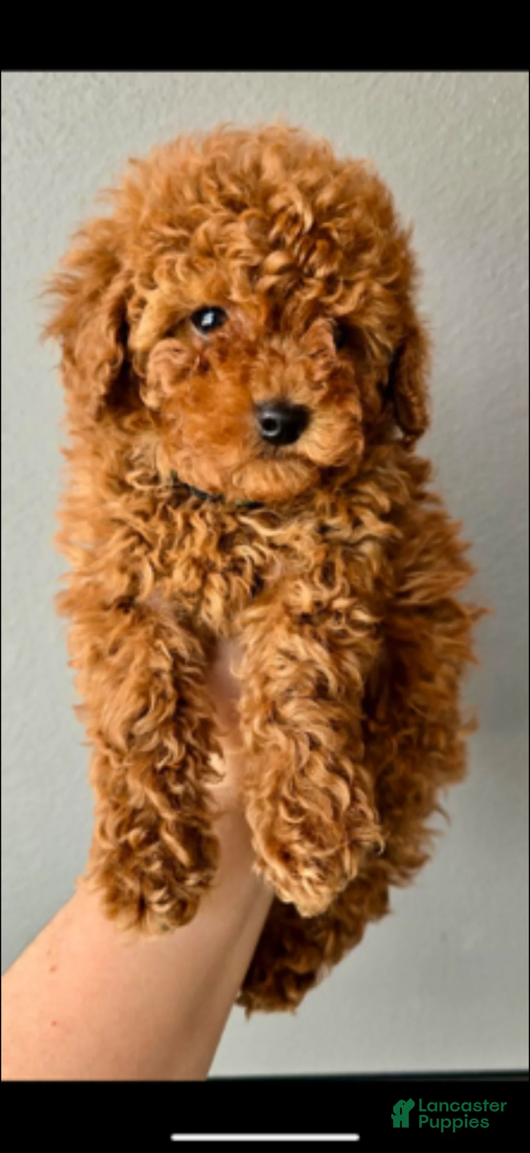 Miniature Poodle dogs for sale: Miniature Poodle Puppy 3 - Ad 1