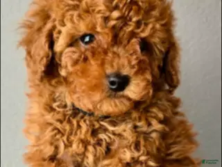 Miniature Poodle dogs for sale: Miniature Poodle Puppy 3 - Ad 3