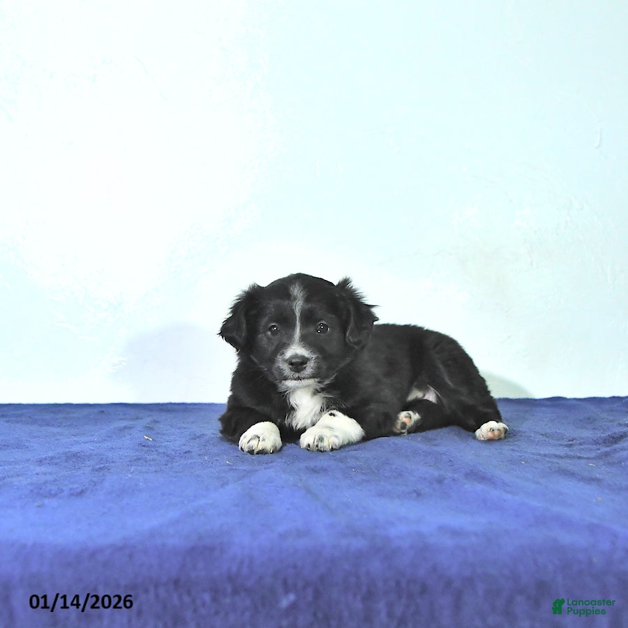 Mixed Breed dogs Darcy - Ad 6