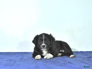 Mixed Breed dogs Darcy - Ad 9