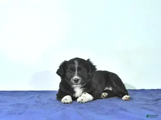 Mixed Breed dogs Darcy - Ad 10