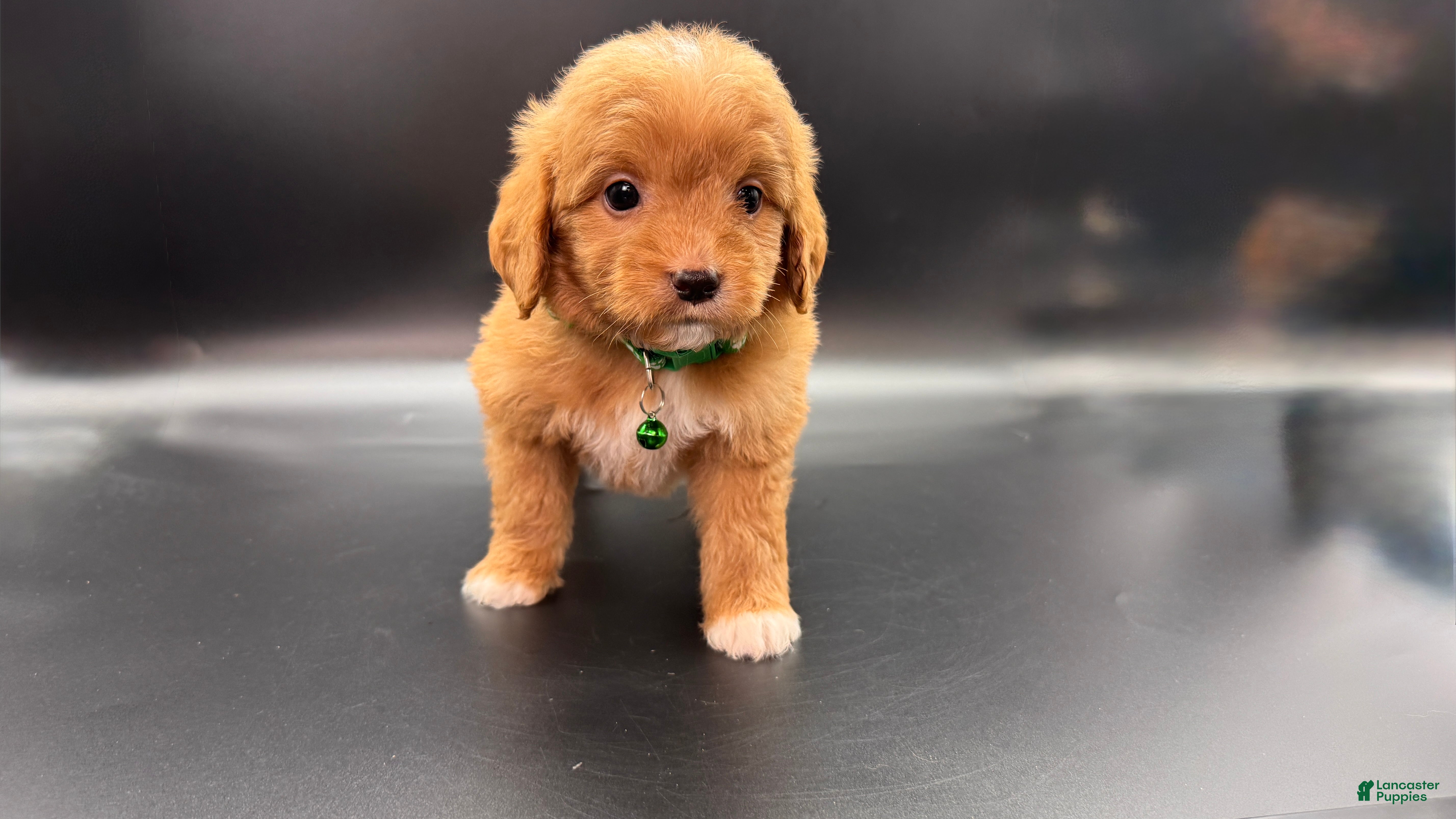 Mini Goldendoodle dogs Ziggy F One - Ad 36