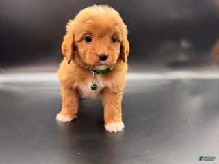 Mini Goldendoodle dogs Ziggy F One - Ad 36