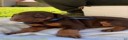 Doberman Pinscher dogs for sale: Doberman Pinscher 4 - Ad 1