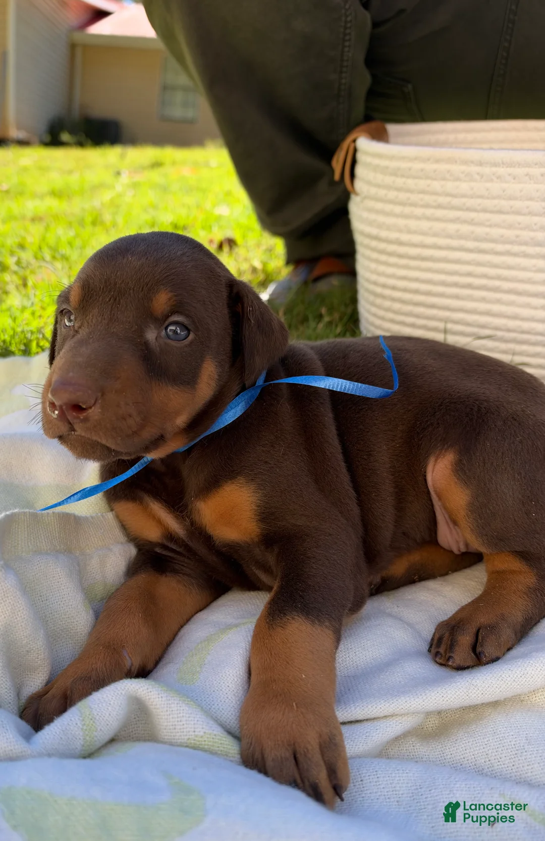 Doberman Pinscher dogs for sale: Doberman Pinscher 4 - Ad 1