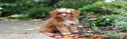 Cavapoo dogs for sale: Gracie - Ad 3