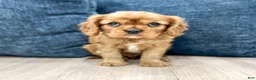 Cavalier King Charles Spaniel dogs for sale: Ollie - Ad 1