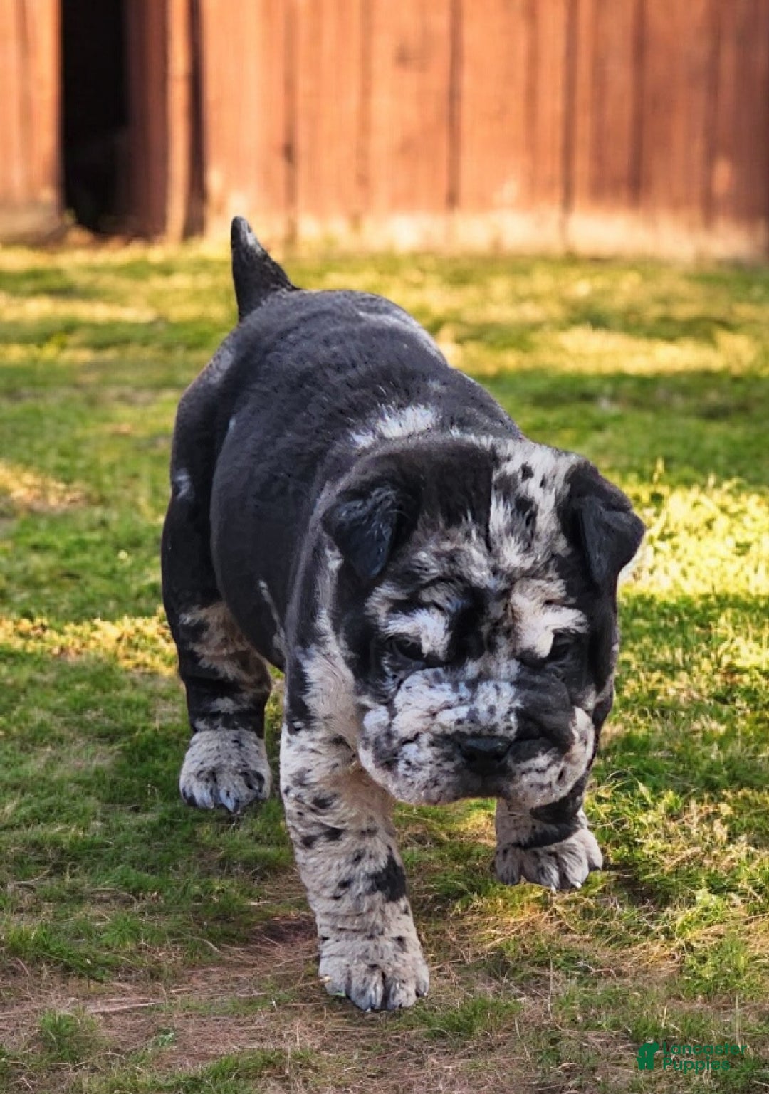 Shar Pei dogs for sale: Magic Mike merle mini - Ad 3
