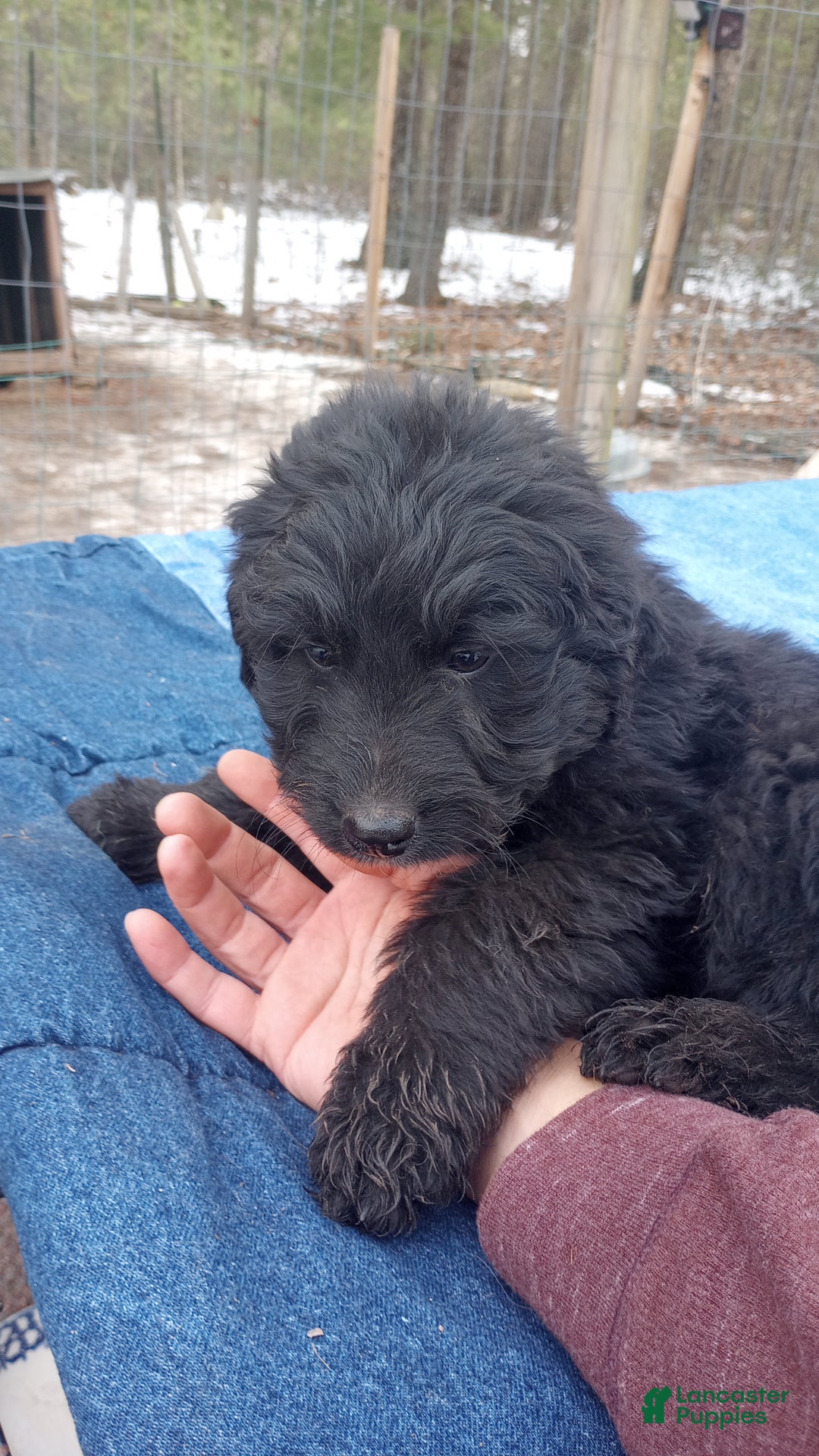 Bernedoodle dogs for sale: Barkley - Ad 3