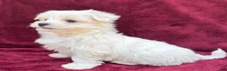Maltese dogs for sale: Lilly  - Ad 4