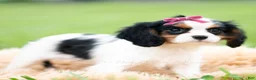 Cavalier King Charles Spaniel dogs for sale: Missy - Ad 4