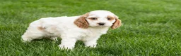 Cockapoo dogs for sale: Brenda  - Ad 4