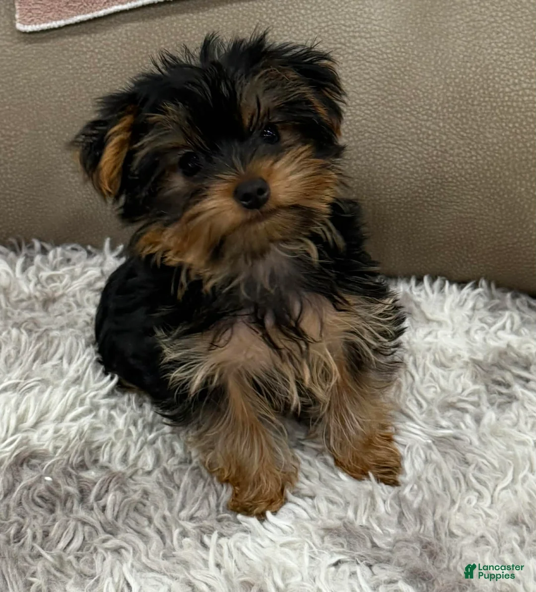 Yorkshire Terrier dogs for sale: Tank - Ad 1