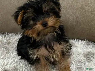 Yorkshire Terrier dogs Tank - Ad 17