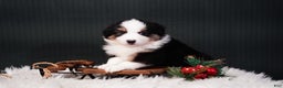 Miniature Australian Shepherd dogs for sale: Domino - Ad 4