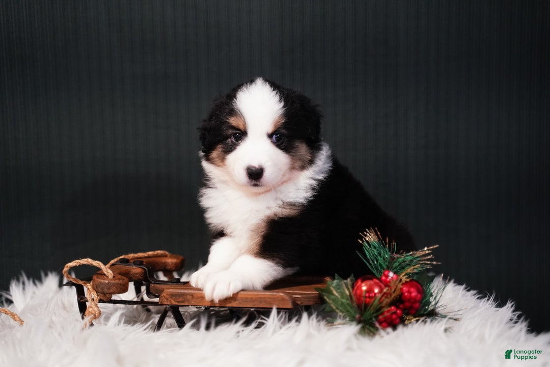Miniature Australian Shepherd dogs for sale: Domino - Ad 4