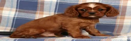 Cavalier King Charles Spaniel dogs for sale: Cody - Ad 3