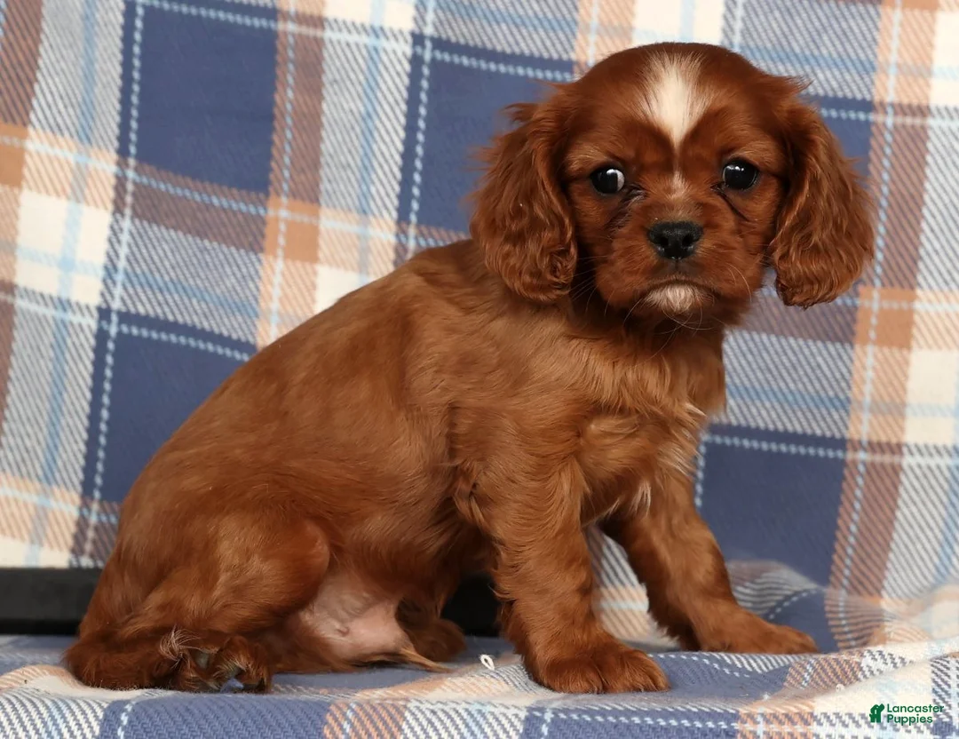 Cavalier King Charles Spaniel dogs for sale: Cody - Ad 3