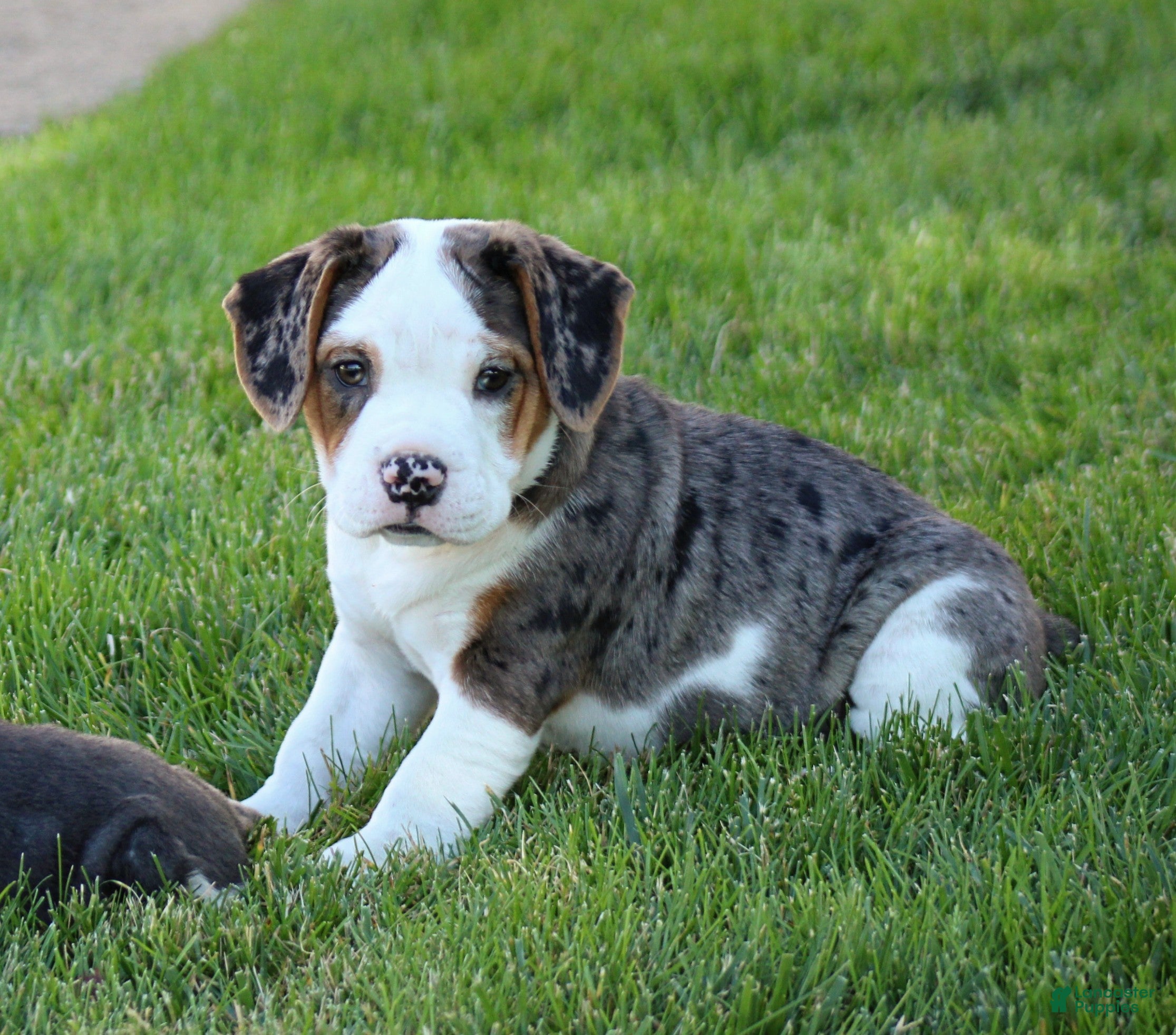 Beabull dogs Zoey - Ad 1