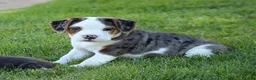 Beabull dogs for sale: Zoey - Ad 1