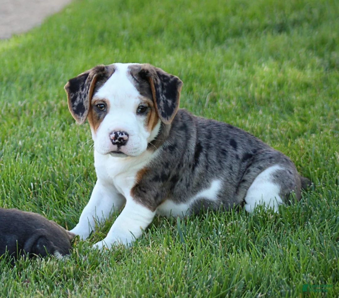 Beabull dogs for sale: Zoey - Ad 1