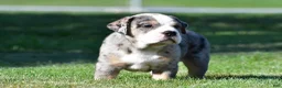 Beabull dogs for sale: Bo - Ad 5