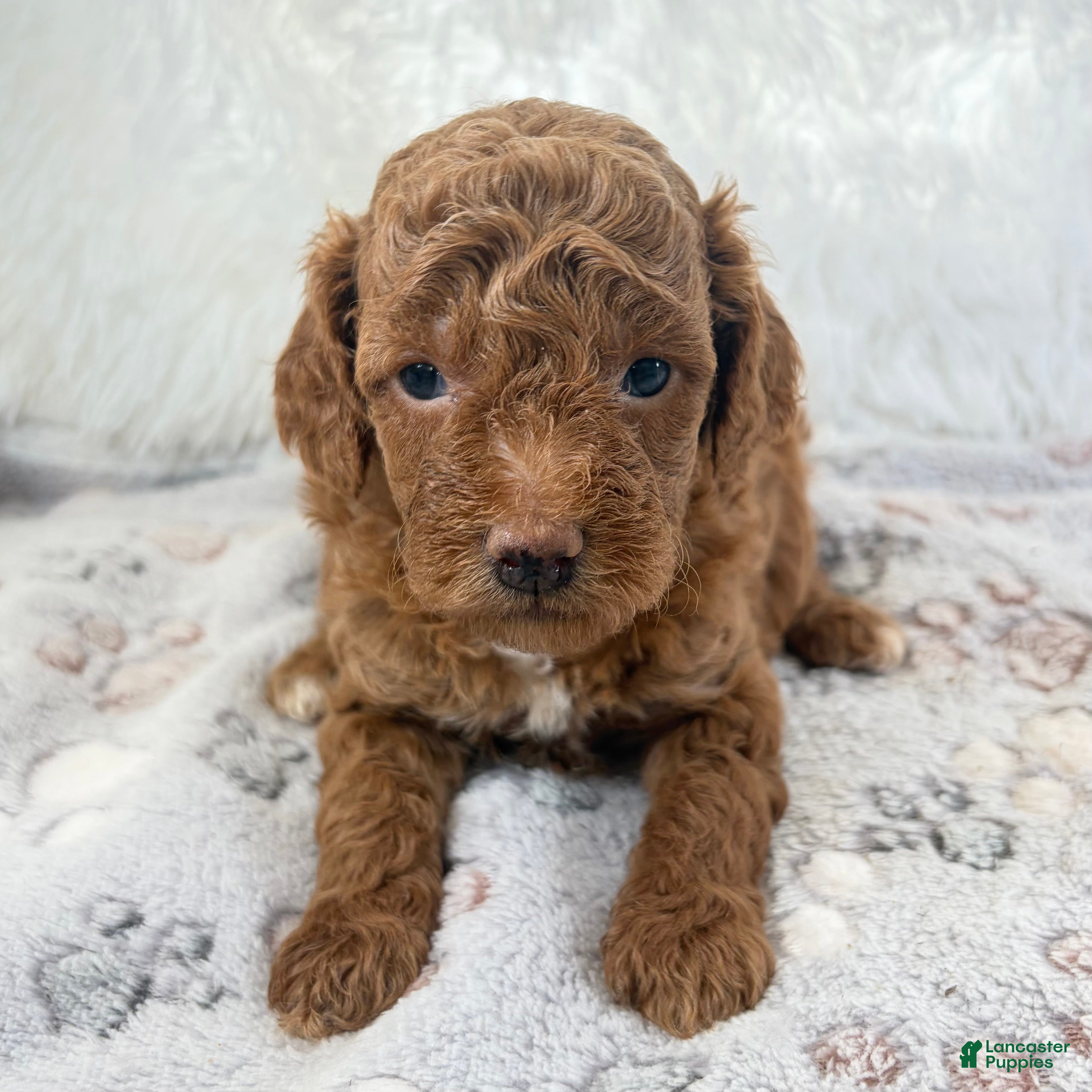 Toy Poodle dogs Zoe - Ad 29