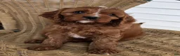 Cavapoo dogs for sale: KOREE - Ad 7