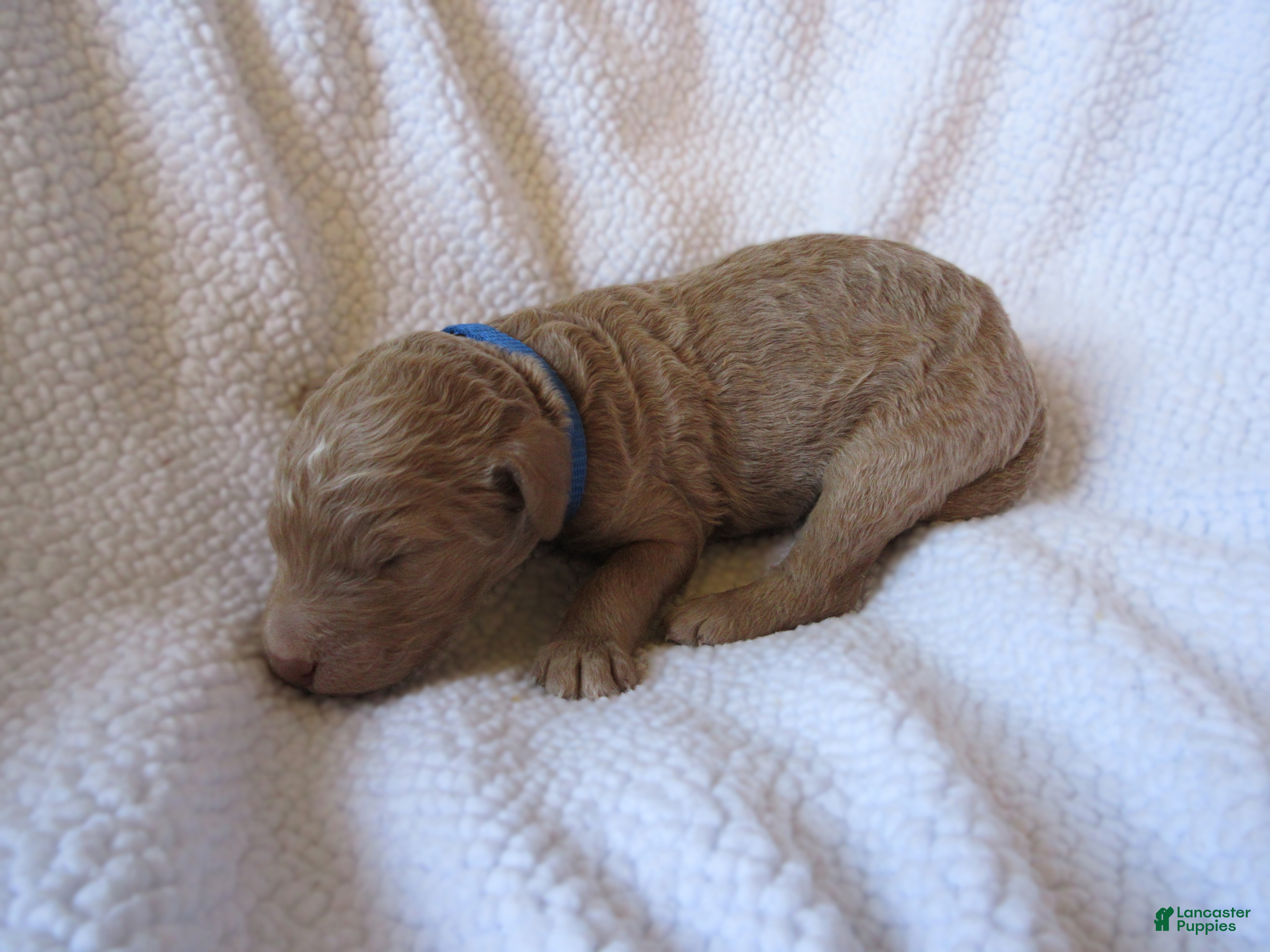 Goldendoodle dogs for sale: Blue collar - Ad 1