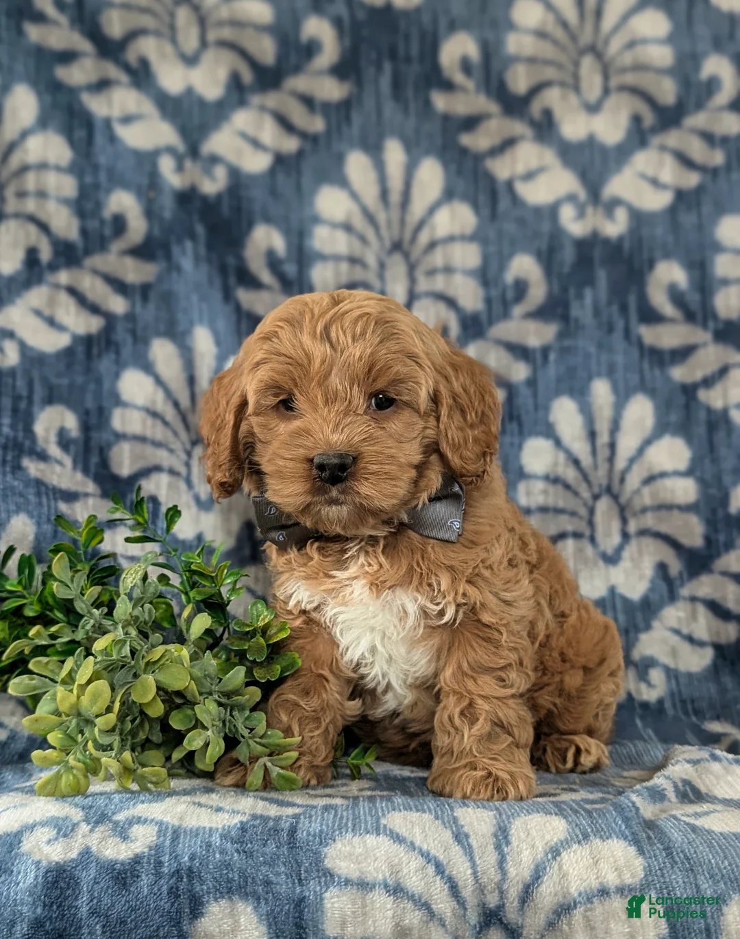 Cockapoo dogs for sale: Logen - Ad 2