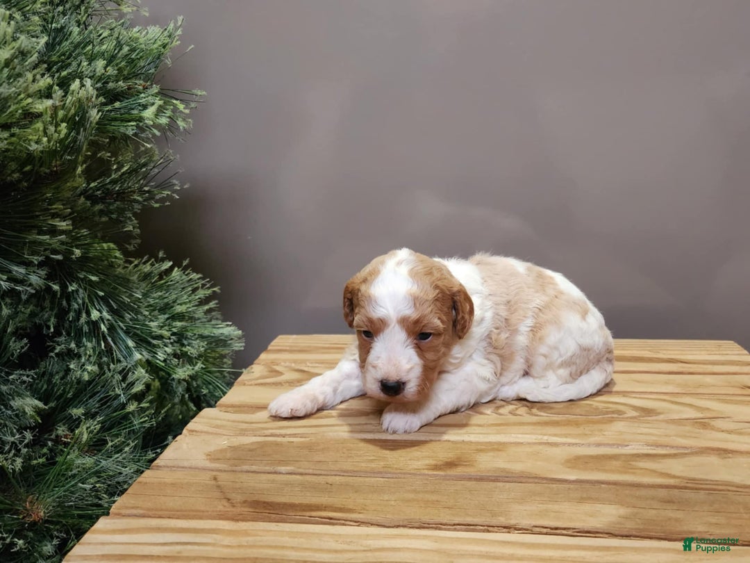 Mini Goldendoodle dogs for sale: Oma - Ad 13