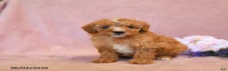 Cavapoo dogs for sale: Flora   - Ad 2